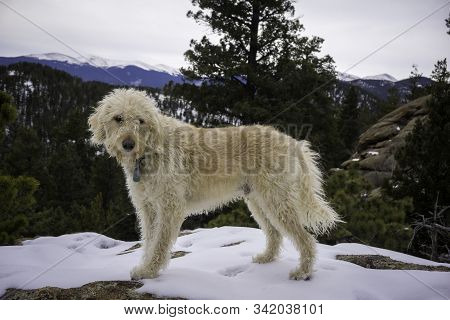 Labradoodle Trail Dog On A Colorado Peak In The Snow.