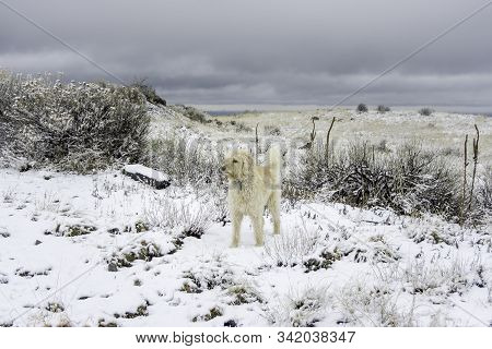 Trail Dog And Winter Snow On South Table Mountain Outside Of Golden Colorado.