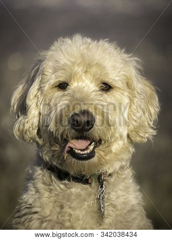 Labradoodle Trail Dog Portrait On A Colorado Mesa.