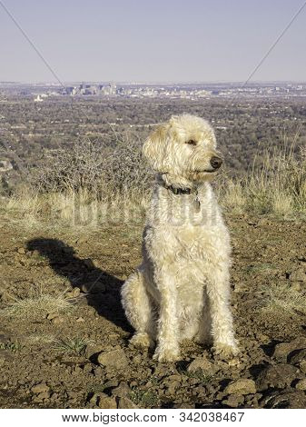 Labradoodle Trail Dog Portrait On A Colorado Mesa.