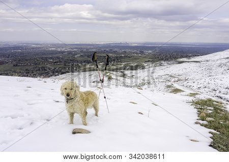 Labradoodle Trail Dog On A Colorado Trail In Snow.