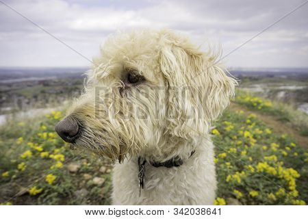 Labradoodle Trail Dog Portrait On A Colorado Trail.