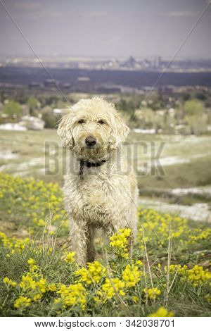 Labradoodle Trail Dog Portrait On A Colorado Trail.