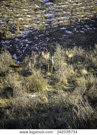 Mule Deer In The Colorado Rocky Mountains.