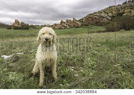 Colorado Trail Dog In South Valley Park.
