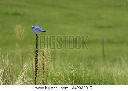 Blue Bird Perched In The South Valley Of Colorado.