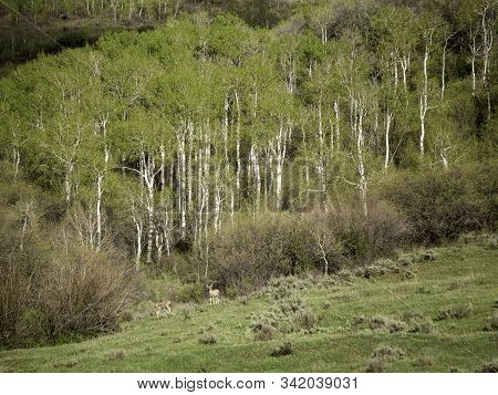Mule Deer In The Colorado Rocky Mountains.