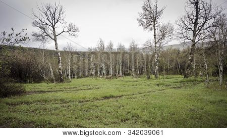 Mule Deer In The Colorado Rocky Mountains.