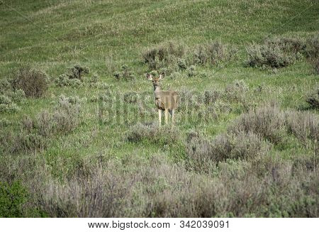 Mule Deer In The Colorado Rocky Mountains.