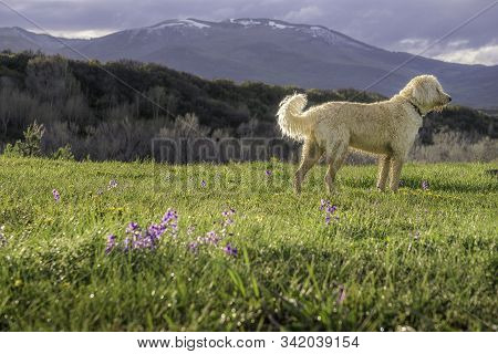 Labradoodle In A Colorado Rocky Mountain Meadow.
