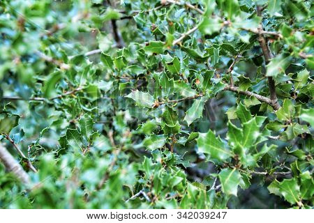 Beautiful Native Quercus Coccifera Plant And Fruits In The Mountain