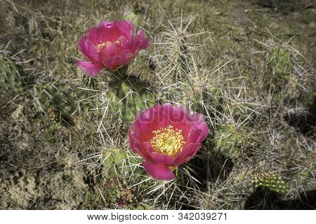 Cacti Blooming On The High Colorado Plateau.