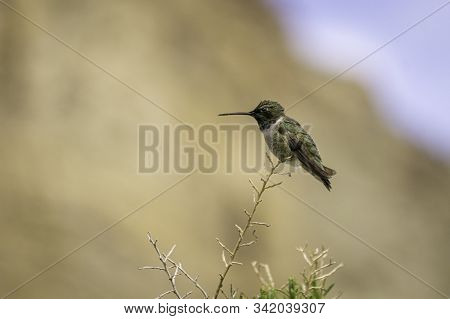 Perched Hummingbird In The Colorado Rocky Mountains.