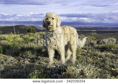 Trail Dog Posing On A Hill Outside Grand Junction Colorado.