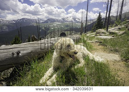 Trail Dog Resting In Forest Burn Area Near Mount Evans In Colorado.