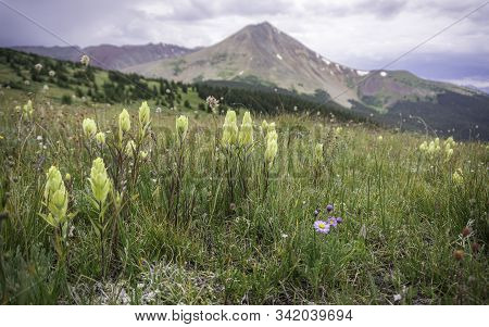 Yellow Indian Paintbrush In The Colorado Rocky Mountains.