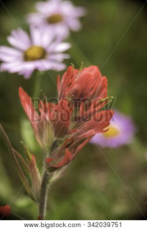 Indian Paintbrush In The Colorado Rocky Mountains.