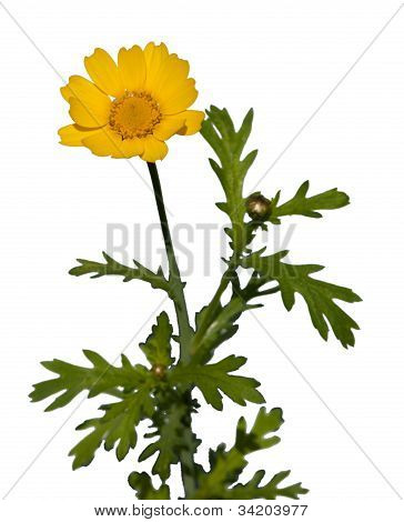 Chrysanthemum Coronarium