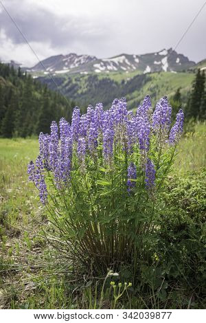Purples Alpine Flowers In The Colorado Rocky Mountains.