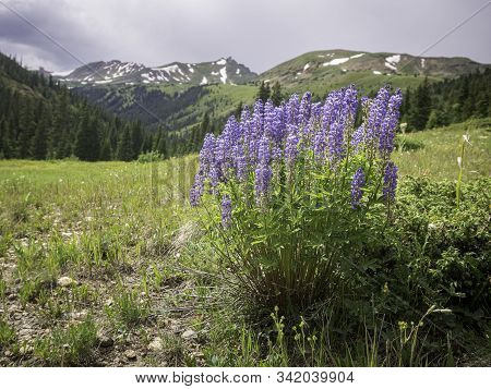 Alpine Flowers In The Colorado Rocky Mountains.