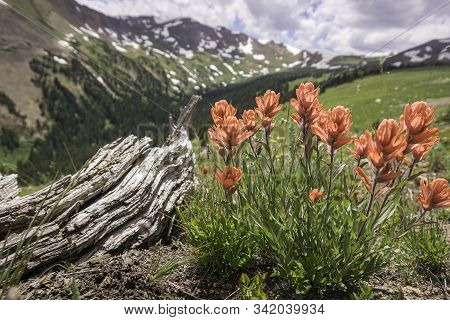 Indian Paintbrush In The Colorado Rocky Mountains.