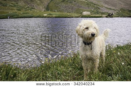 Trail Dog Next To An Alpine Lake In The Colorado Rockies.