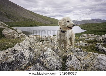 Trail Dog In Rocks Above Silver Dollar Lake In Colorado.