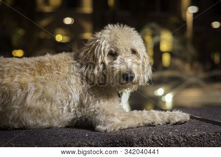 Labradoodle Portrait At A Water Fountain In Denver Colorado.