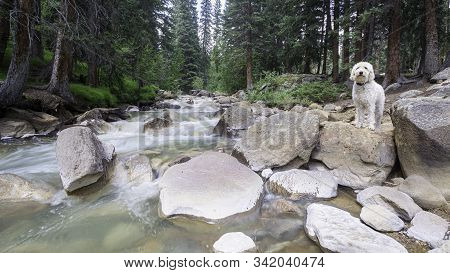 Trail Dog Next To Colorado Flowing Creek High In The Rocky Mountains.