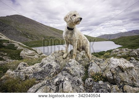 Trail Dog In Rocks Above Silver Dollar Lake In Colorado