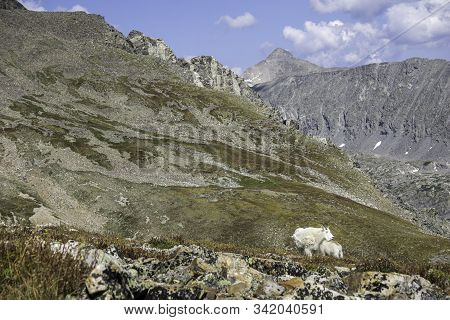 Rocky Mountain Goats In The Sawatch Range Of Colorado.