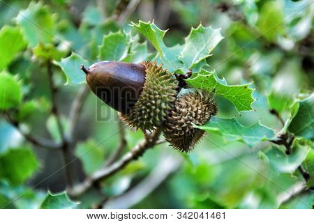 Beautiful Native Quercus Coccifera Plant And Fruits In The Mountain