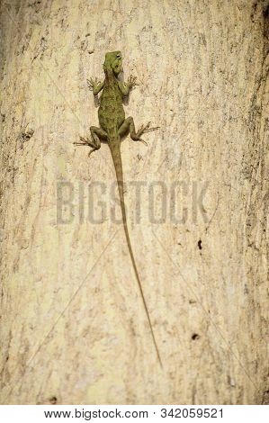 Oriental Garden Lizard (calotes Versicolor) - Garden Lizards Are Relaxing On Tree Branches, Camoufla