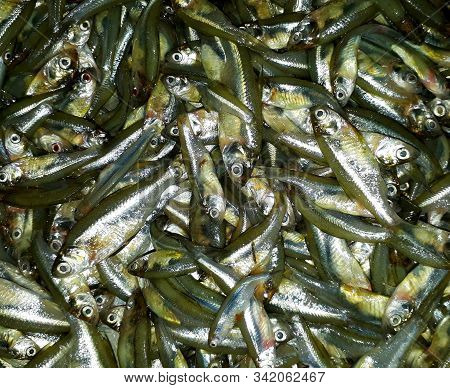 Small Scaly Shiny Fishes Background Texture Scene In Asansol, West Bengal