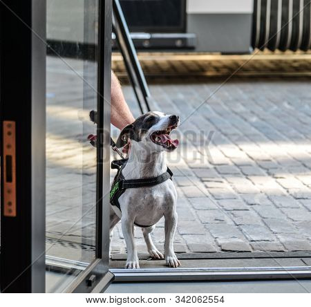 Ghent, Belgium - Oct 6, 2018. A Dog Barking On Street In Ghent, Belgium. Ghent Is The Belgium Most B