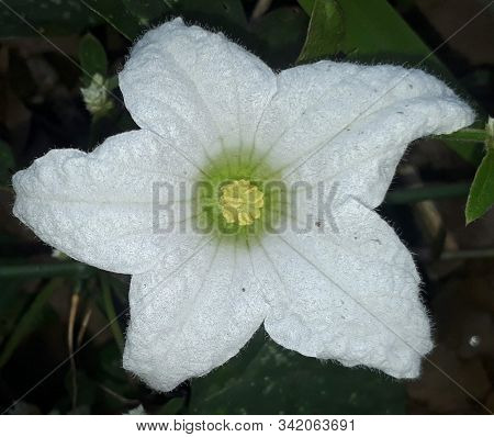White Flower Of Coccinia Grandis With Beautiful Background Grow In The Farm Of Asansol,west Bengal