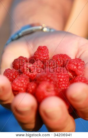 Himbeeren in der hand