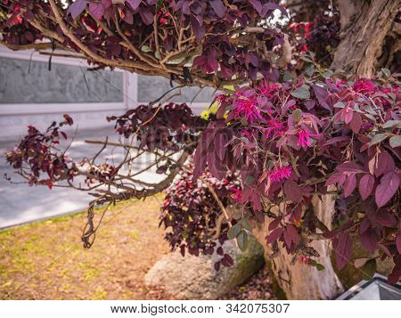 Loropetalum Or Chinese Fringe Flower  In The Park At China