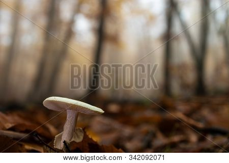 Mushroom In A Chestnut Forest. Macro Photography.