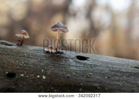 Small Mushrooms In A Chestnut Forest. Macro.