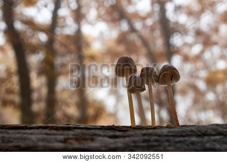 Small Mushrooms In A Chestnut Forest. Macro.