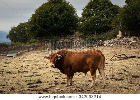 Bull Raised As A Stallion In A Livestock Farm.