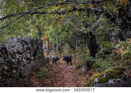 Three Loose Pigs On The Old Road.