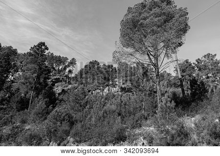 Pine Forest Near Cañamero. Caceres. Extremadura. Spain.
