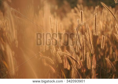 Mission Grass Flower Or Pennisetum Pedicellatum Grass Meadow Sunset In The Garden