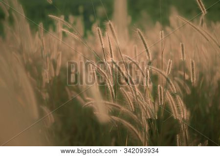 Mission Grass Flower Or Pennisetum Pedicellatum Grass Meadow Sunset In The Garden