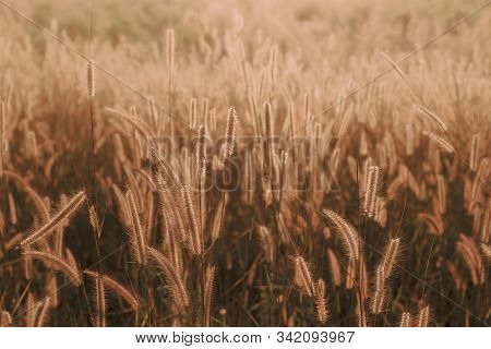 Mission Grass Flower Or Pennisetum Pedicellatum Grass Meadow Sunset In The Garden