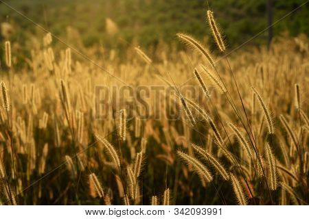 Mission Grass Flower Or Pennisetum Pedicellatum Grass Meadow Sunset In The Garden
