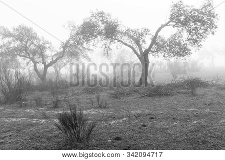 Natural Area Of The Mogollones. Landscape With Fog Near Caceres. Extremadura. Spain.