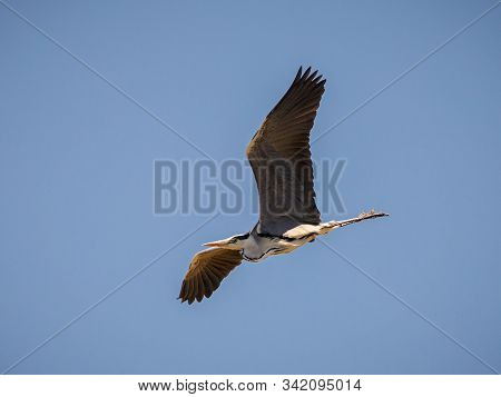 Grey Heron (ardea Cinerea) Photographed In Flight.